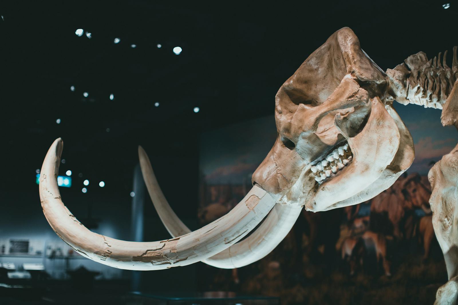 Scientists unveil 50,000-year-old mammoth in Siberia