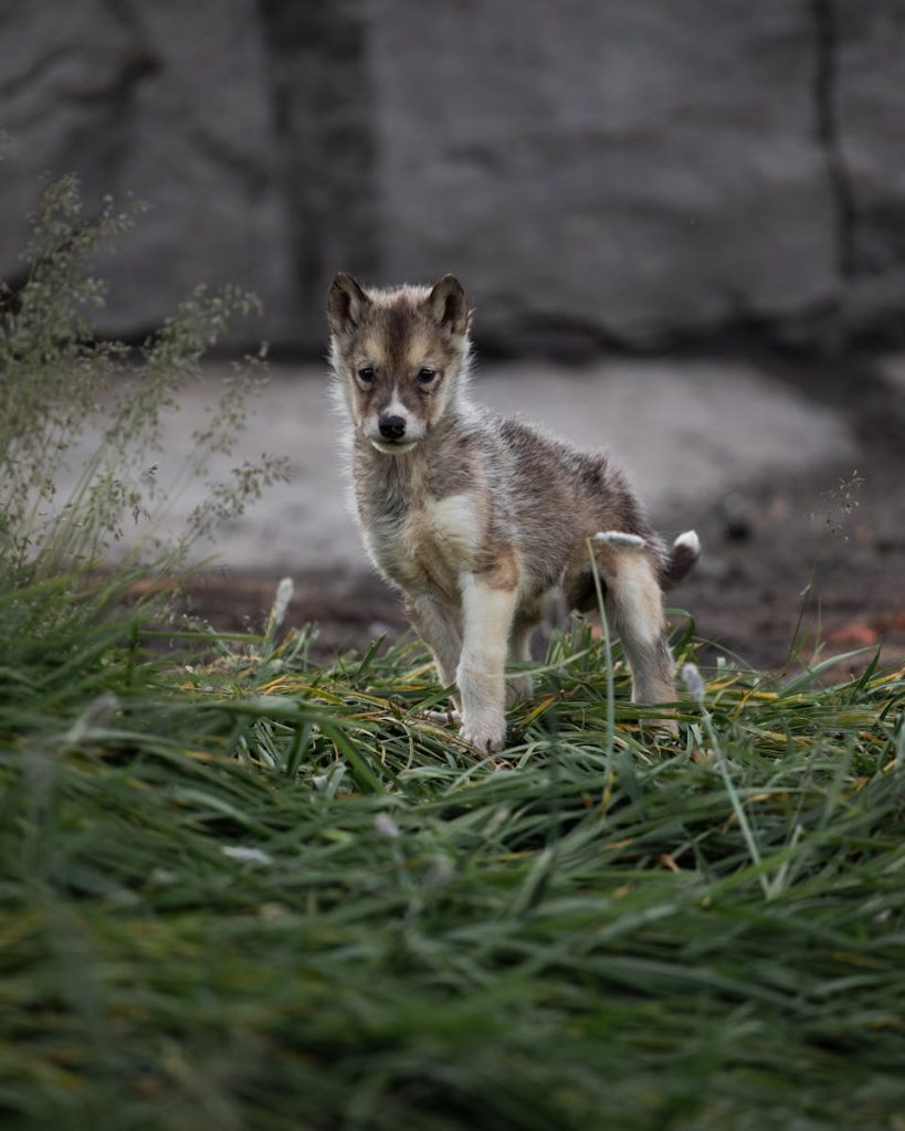 Ancient wolf cubs discovered in Siberia permafrost
