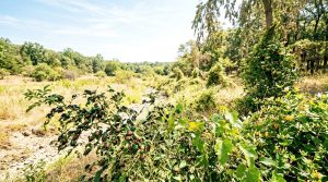 climate change extends invasive species threat