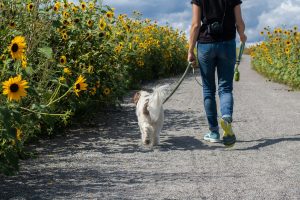 woman walking a dog down a gravel path