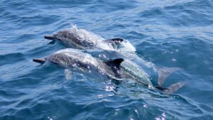 Dolphin Communication