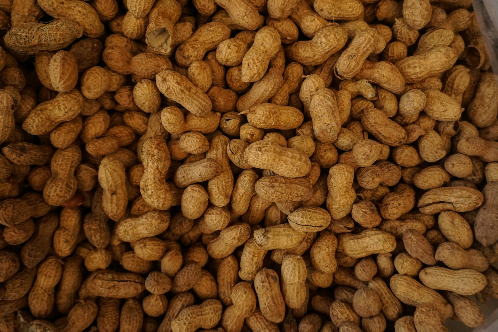Drought devastates Zambian peanut farmers' livelihoods