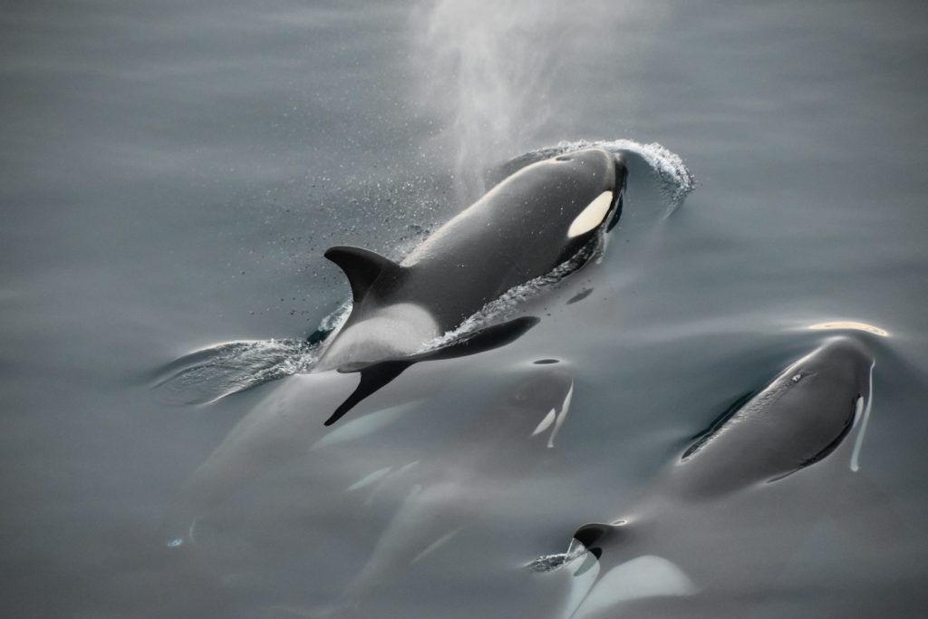 Fisch update introduces Orca Migration Hunt