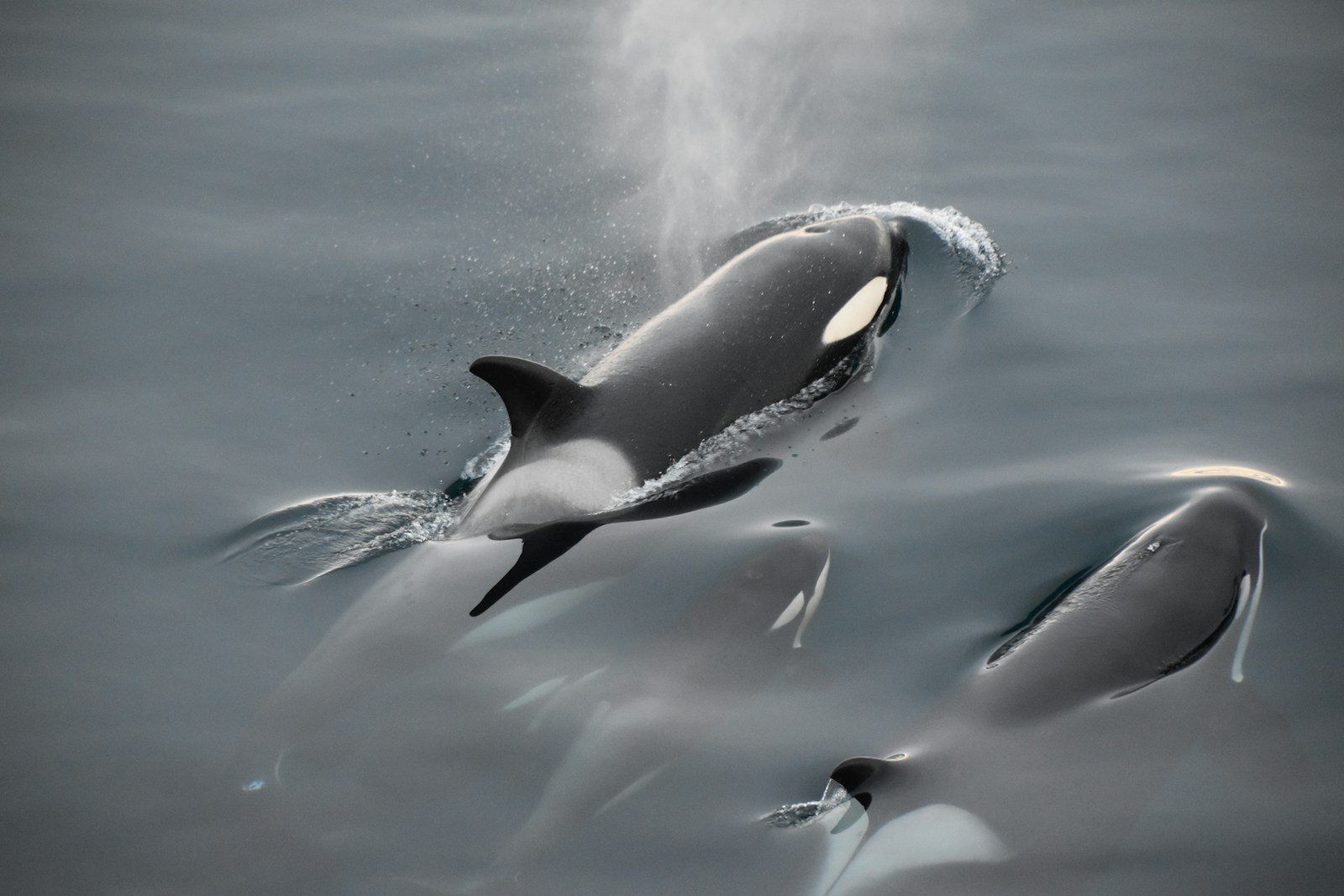 Fisch Update Introduces Orca Migration Hunt