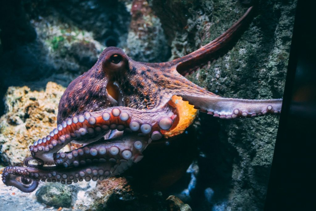 Harvard researchers unveil octopuses' touching senses