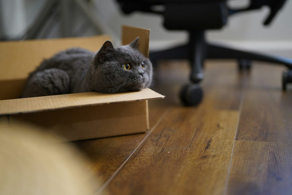 PetLibro Releases AI Smart Camera for Pet Monitoring