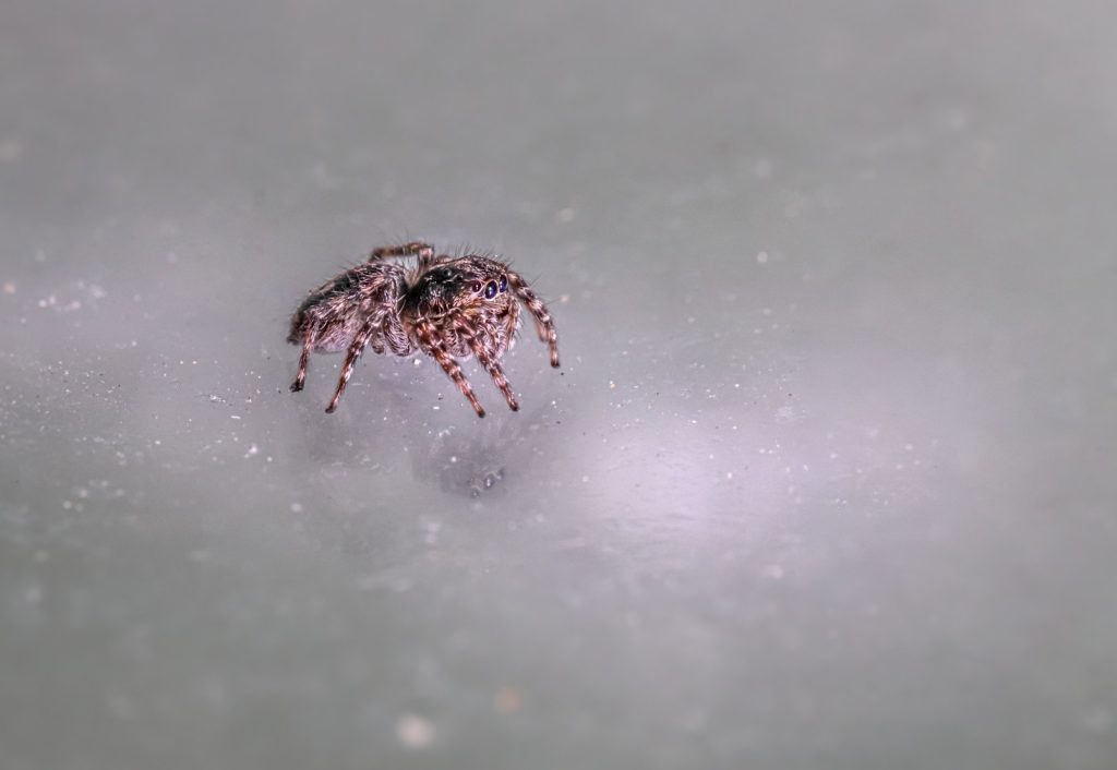 Researchers discover methane-eating sea spiders