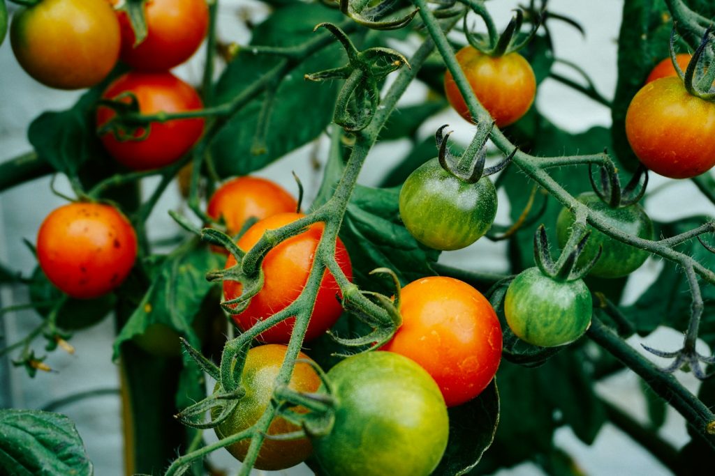 Tel Aviv researchers develop new tomato-editing method