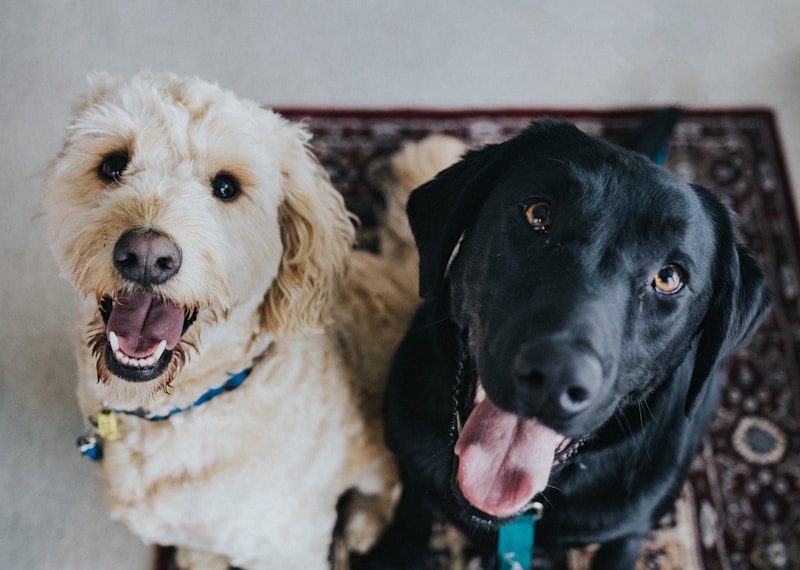 Top gadgets to keep pets safe